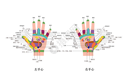 中医手心反射区对照图背景图片