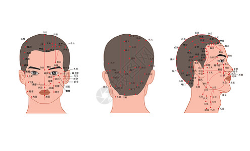人体头部经络穴位图插画
