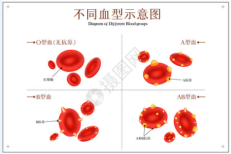 不同血型示意图背景图片
