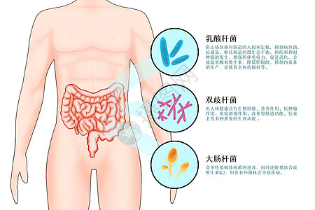 男性健康肠道益生菌科普插画插画