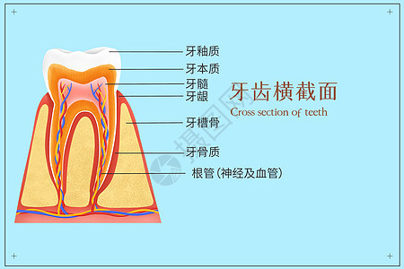 牙齿横截面医疗插画口腔高清图片素材