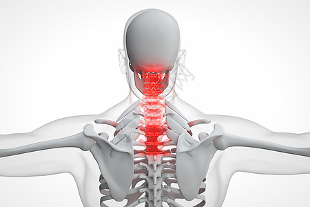 C4D人体颈椎骨骼图片
