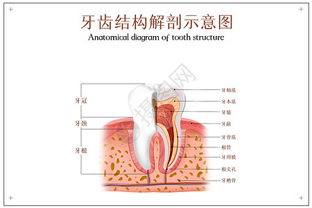 管局牙齿结构解剖图插画