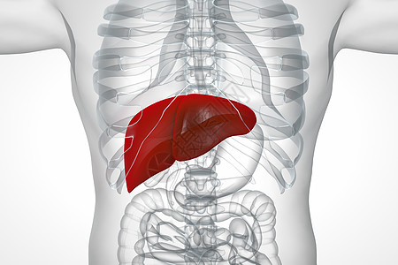 肝脏透视图脂肪肝骨架高清图片