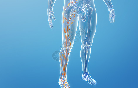 人体下肢静脉结构背景图片