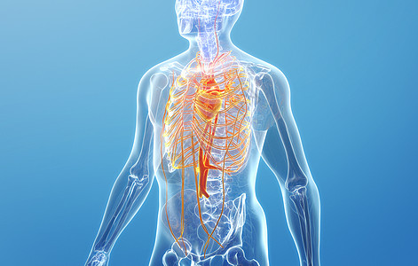 毛细血管扩张人体循环系统结构设计图片