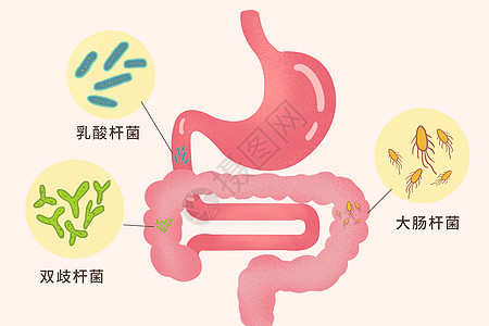 肠道益生菌科普插画高清图片