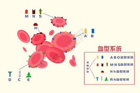 血型系统科普插画血红细胞高清图片素材