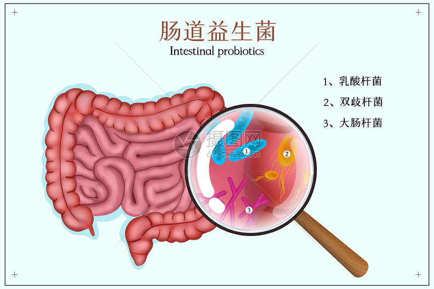 肠道里的益生菌插画图片