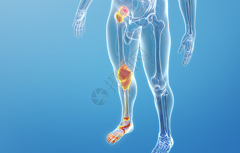 人体下肢骨关节高清图片