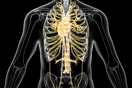 人体静脉结构图片