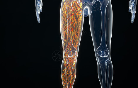 人体右腿神经结构图片