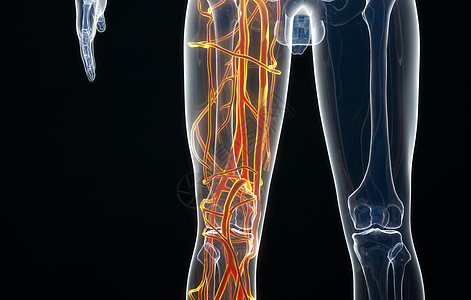 腿部血管分布图片