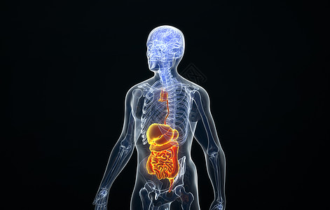 人体消化系统结构背景图片