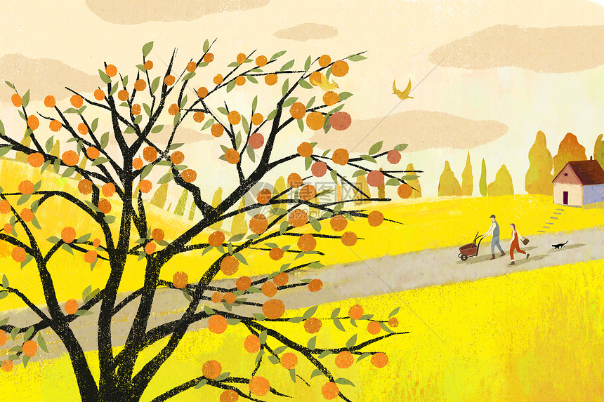 秋天柿子树插画图片