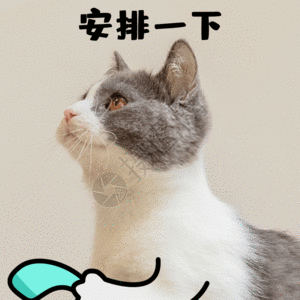 悠闲打电话安排一下打电话打call猫咪萌宠gif高清图片