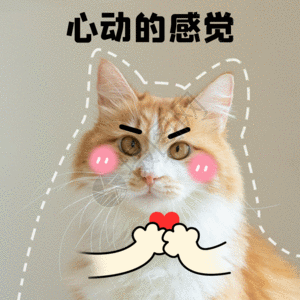 告白猫咪宠物GIF图片