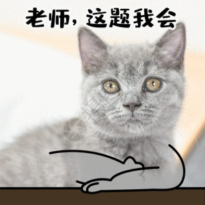 上课学生交友考试做题举手猫咪宠物gifgif动图表情包高清图片素材