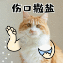搞笑社交调侃朋友猫咪宠物GIF图片