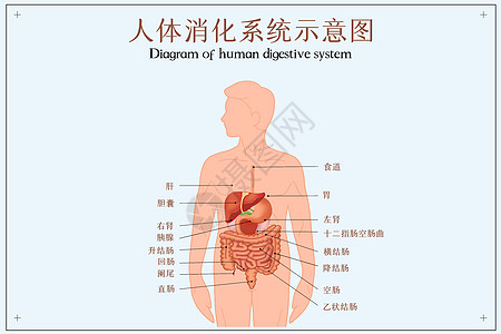人体消化系统示意图背景图片