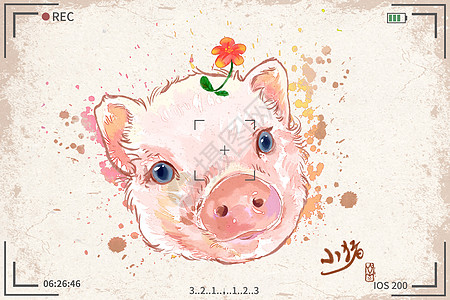 小猪水彩明信片插画图片