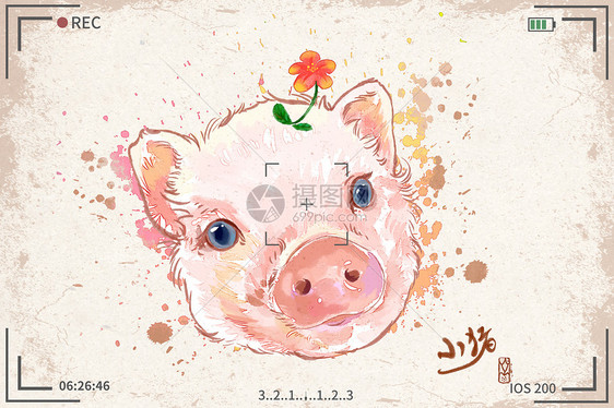 小猪水彩明信片插画图片