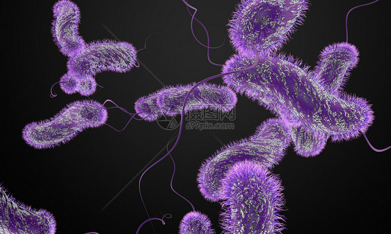 单鞭毛杆菌图片