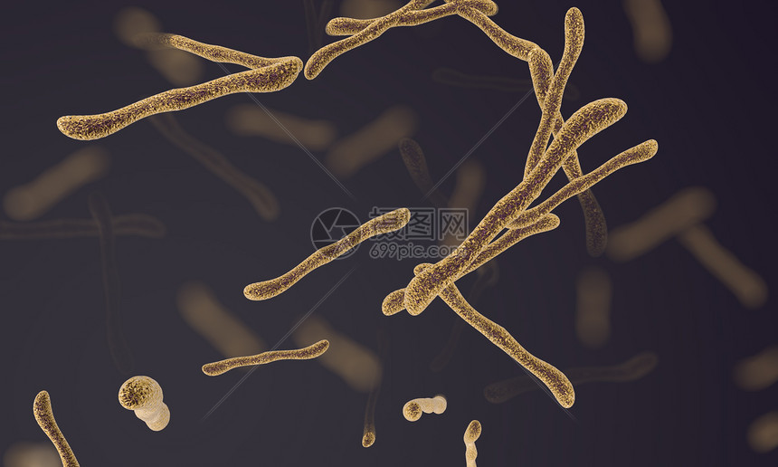 杆状细菌图片