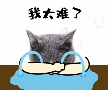 看我的难过哭泣猫咪GIF高清图片