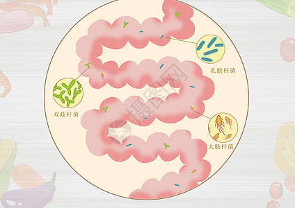 肠道益生菌医疗健康插画图片