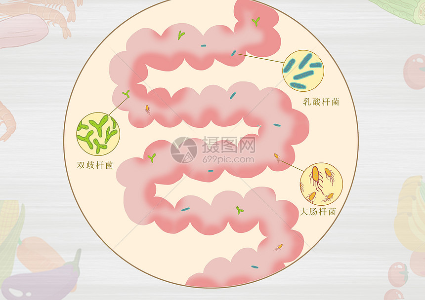 肠道益生菌医疗健康插画图片