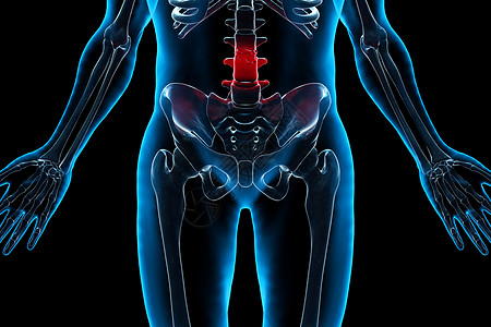 人体腰骨结构图片