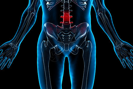 人体腰骨结构图片
