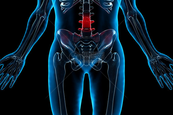 人体腰骨结构图片