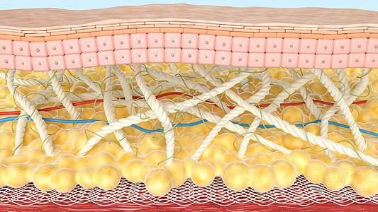 微观皮肤模型图片