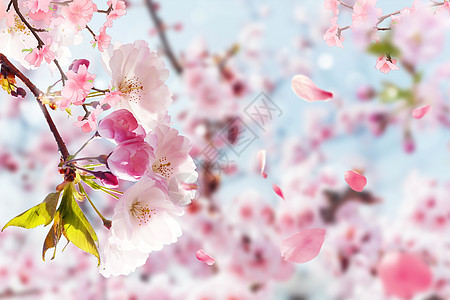 樱花盛开背景图片