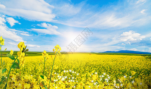 田园风景春季油菜花设计图片