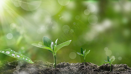 植物萌芽背景图片