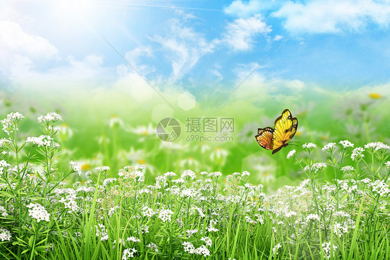 春天草地背景图片
