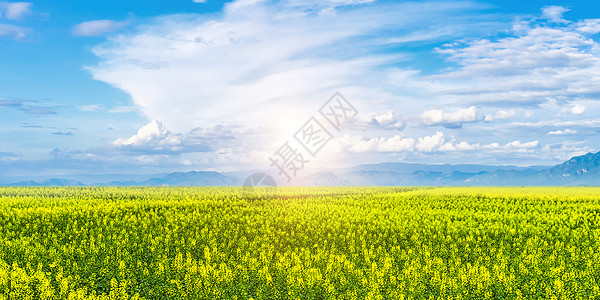 油菜花背景图片