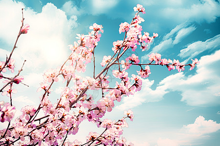 盛开的桃花桃花盛开设计图片