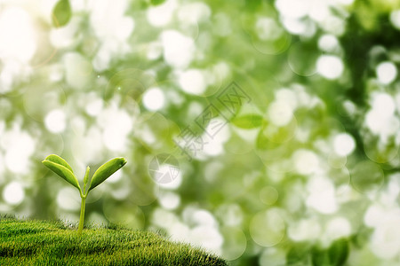 植物萌芽图片