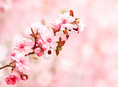 樱花盛开浪漫樱花背景设计图片