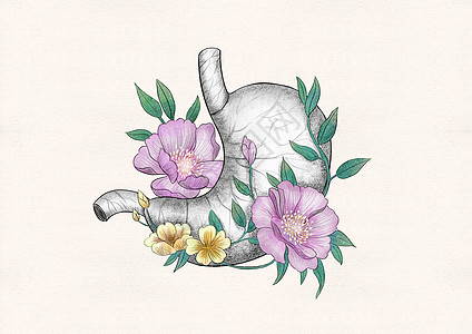 胃和花卉器官插画图片