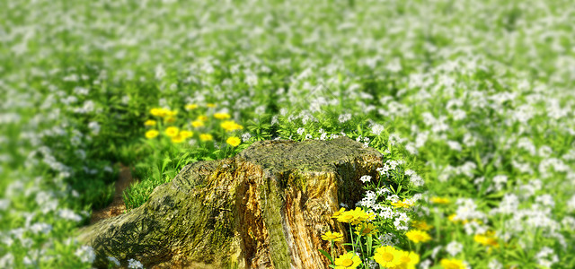 青苔树根春季野外场景设计图片