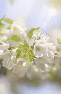 白色花朵春天白色樱花gif动图高清图片