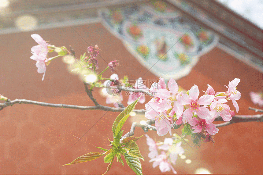 春天盛开的樱花gif动图图片