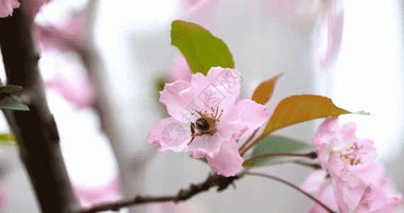 蜜蜂花粉蜜蜂采蜜GIF高清图片