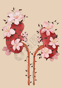 花卉器官肾脏之花图片