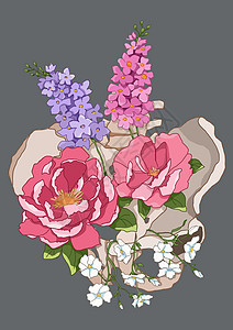 花卉器官骨骼盆骨之花图片